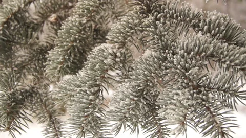 Fir branch covered with hoarfrost Stock Footage 100677991
