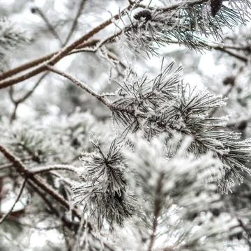 Fir branch covered with ice Stock Photos