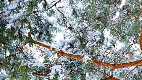 Fir branch covered with ice while strong snow fall Stock Footage 98484819