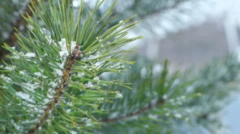 Fir branch covered with snow Stock Footage 21735371