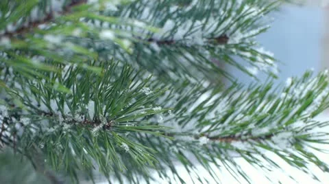 Fir branch covered with snow Stock Footage 21735398