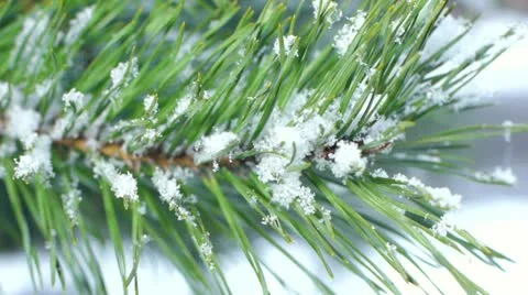 Fir branch covered with snow Stock Footage 21735480