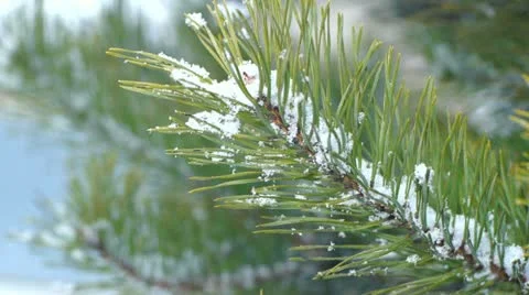 Fir branch covered with snow 库存影片 21735504