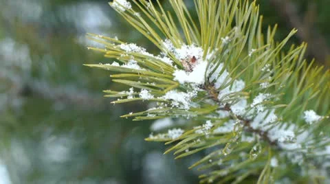 Fir branch covered with snow Stock Footage 21735513