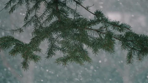 Fir Branch with Falling Snowflakes Stock Footage 313386756