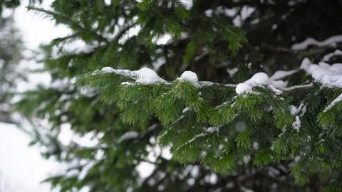 Fir Branch with Flying Snowflakes 库存影片 103151120