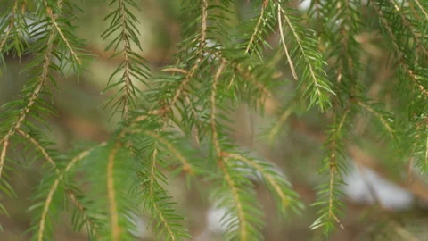 Fir branch Stock Footage 87019081