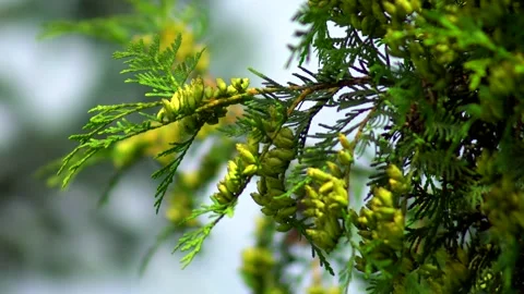 Fir branch Stock Footage 137661131