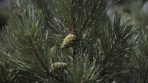 Fir branch with green cones. Stock Footage 167239872
