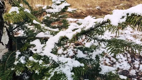 A fir branch lightly dusted with snow Stock Footage 252305382