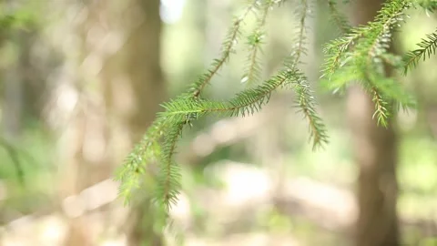 Fir branch needles close-up. Coniferous forest on a sunny day. Stock Footage 248212694