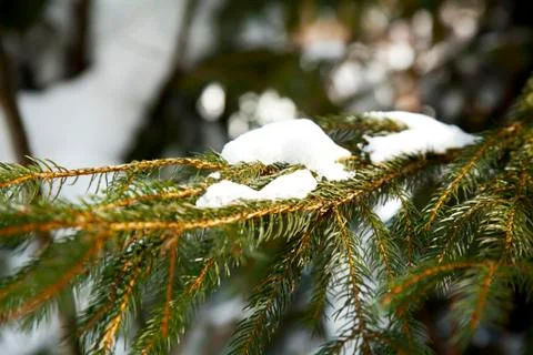 Fir branch Stock Photos