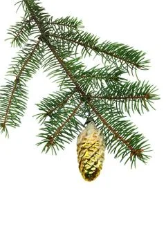 Fir branch Stock Photos