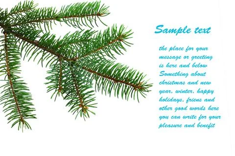 Fir branch Stock Photos