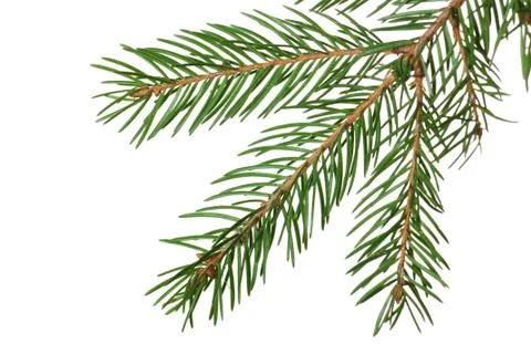 Fir branch Foto stock