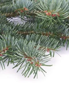 Fir branch Stock Photos