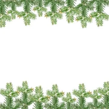 Fir branch Stock Photos