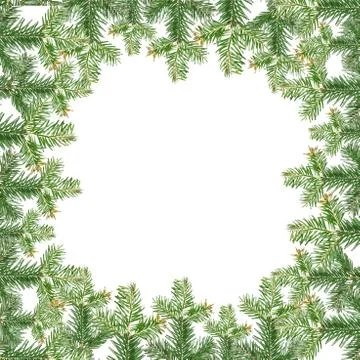 Fir branch Stock Photos