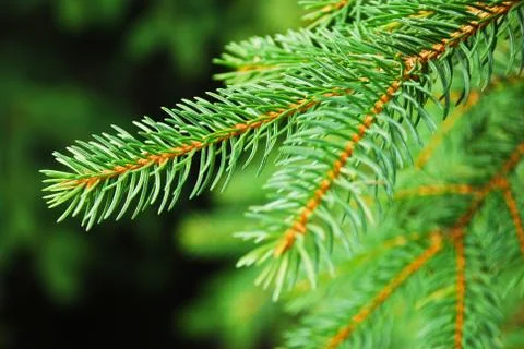 Fir branch Stock Photos