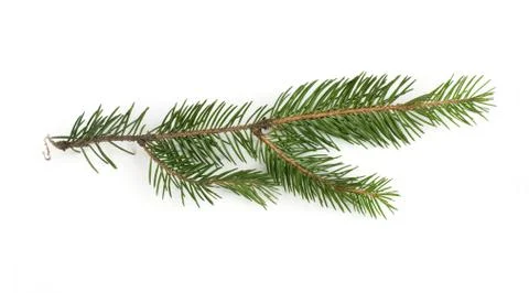Fir branch Stock Photos
