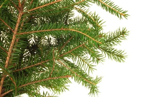 Fir branch Stock Photos