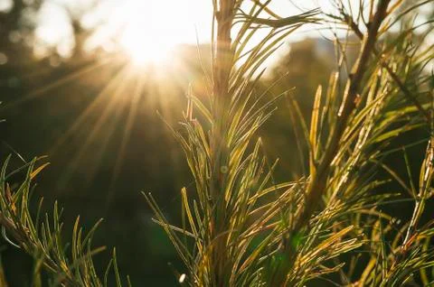 Fir branch Stock Photos