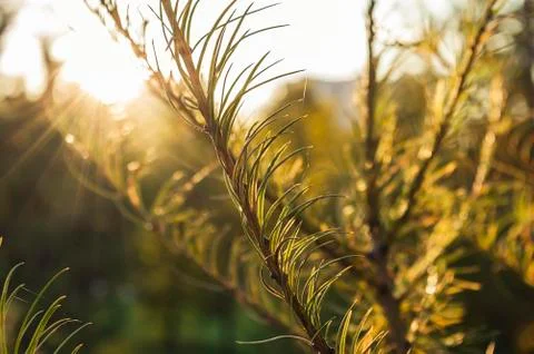 Fir branch Stock Photos