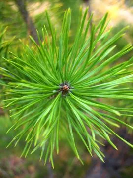 Fir  branch Stock Photos