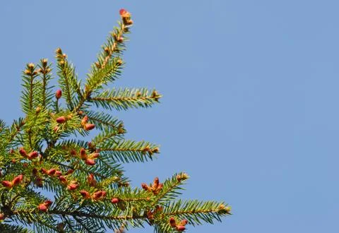 Fir branch Stock Photos