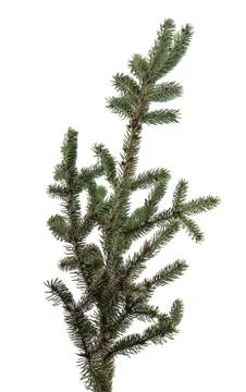 Fir branch Stock Photos