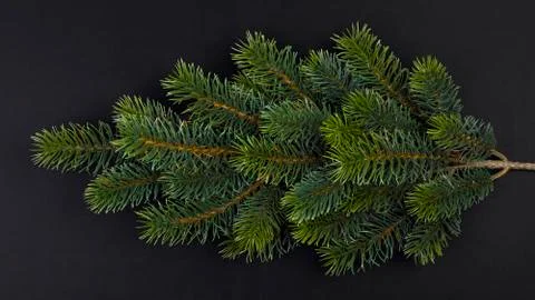 Fir branch Foto stock