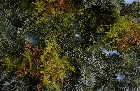 Fir branch Stock Photos