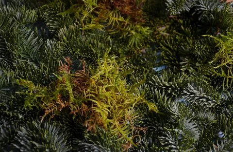 Fir branch Stock Photos