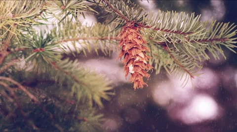 Fir Branch With Pine Cone And Snow Flake. 動画素材 58031635