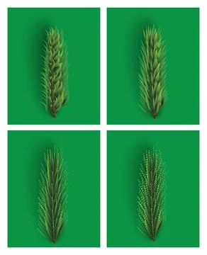 Fir Branch Set. Christmas Tree. Stock Illustration