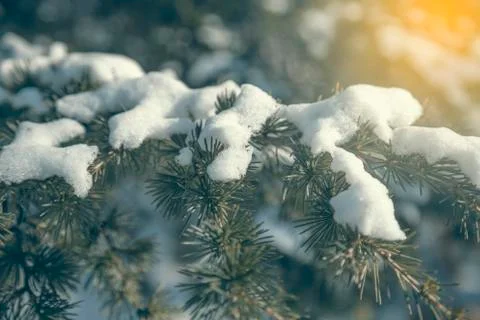 Fir branch in snow background Stock Photos