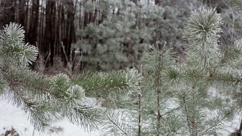 Fir branch on snow Stock Footage 75810211