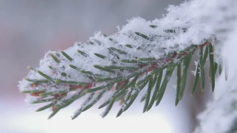 Fir branch with snow Video stock 100019485