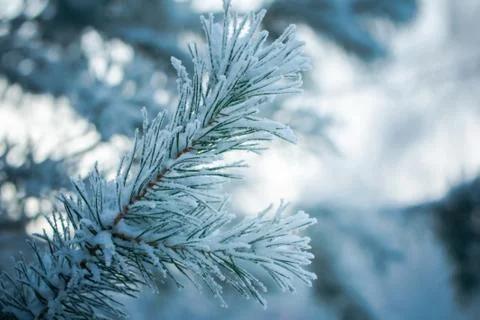 Fir branch in snow Stock Photos