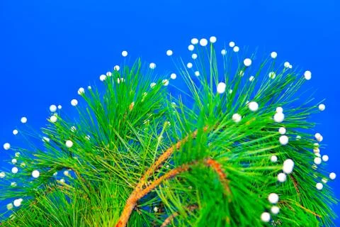 Fir branch with snow Stock Photos