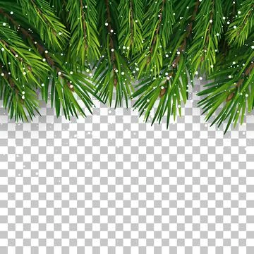 Fir Branch on Transparent Background Illustrazione stock
