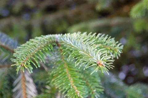 Fir branch at a tree Foto stock