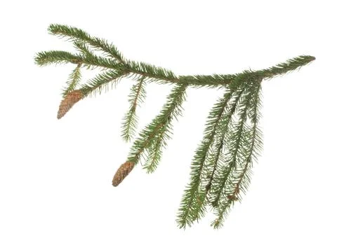 Fir branch with two cones isolated on white background. Foto stock