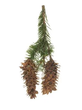Fir branch with two old cones isolated on white background. Stock Photos