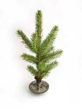 Fir branch in vase Stock Photos
