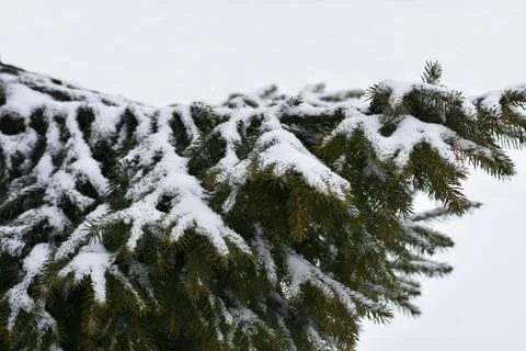 Fir branch in winter Stock Photos