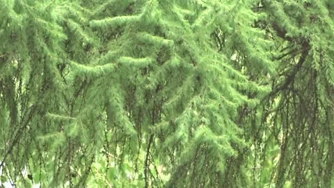 Fir branches after a summer rain 스톡 동영상 277063756