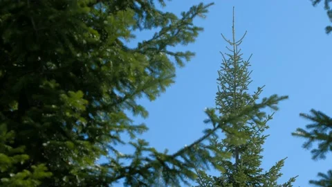Fir branches against the blue sky Stock Footage 151696239