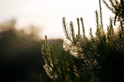 Fir branches against the bright sun at sunset in the glare of light Stock Photos