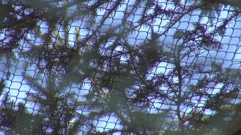 Fir branches among net Stock Footage 8966798